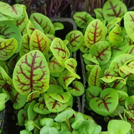 Листья щавеля, 25 шт.